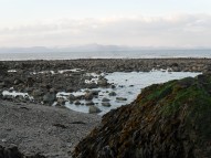 Seaweed, Dunany Co Louth