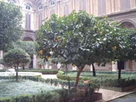 Lemon Tree in a courtyard