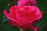Rosa Romance